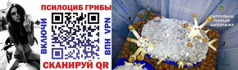 Псилоцибиновые грибы Psilocybe  Кувшиново 